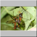 Tanyptera atrata - Holzschnake 05b Paarung OS-Wallenhorst Tongrube.jpg